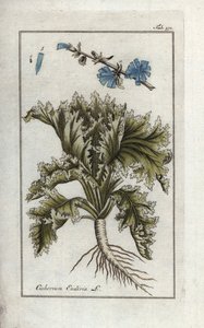 Botânica: Endívia, Cichorium endivia. Gravura botânica em placa de cobre colorida à mão da obra "Afbeelding der Artseny-Gewassen" de Johannes Zorn, Jan Christiaan Sepp, Amesterdão de Unbekannter Künstler