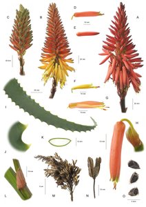 Tábua botânica/Aloe arborescens/Aloe arborescentes de Unbekannt