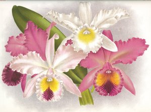 Quadro botânico/Cattleya labiata/Lindenia de Unbekannt