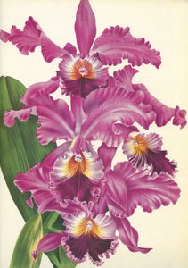 Quadro botânico/Cattleya labiata var. Perfecta/Lindenia de Unbekannt