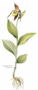 Tábua botânica/Cypripedium calceolus/Venus