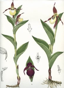 Tábua botânica/Cypripedium calceolus/Venus
