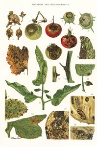 Tábua botânica/doenças dos legumes de Fruta de Unbekannt