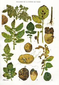 Tábua botânica/Patologia da batata/Solanum tuberosum de Unbekannt