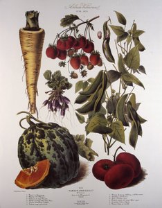 Quadro Botânico/Vilmorin de Unbekannt
