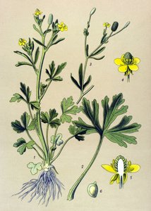 Quadro botânico. Venenoso (tóxico): Ranúnculo de manteiga ou aipo de folha de manteiga (Ranunculus sceleratus) de Unbekannter Künstler