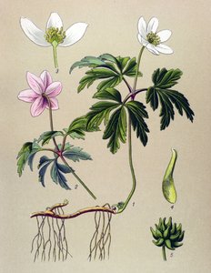 Quadro botânico. Planta venenosa (tóxica) e medicinal: Anemone sylvie ou anémona da floresta (Anemone nemorosa) de Unbekannter Künstler
