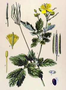 Quadro botânico. Planta venenosa (tóxica) e medicinal: Chelidoina ou chelidoina grande (Chelidonium majus) de Unbekannter Künstler