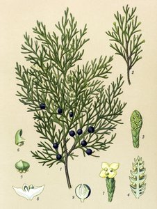 Quadro botânico. Planta venenosa (tóxica) e medicinal: Zimbro sabine (Juniperus sabina) de Unbekannter Künstler