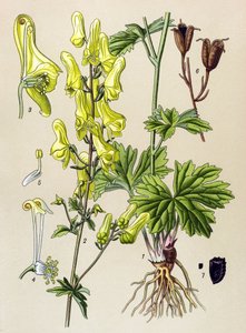 Quadro botânico. Planta venenosa (tóxica) e medicinal: Assassino de lobos (Aconitum lycoctonum) de Unbekannter Künstler