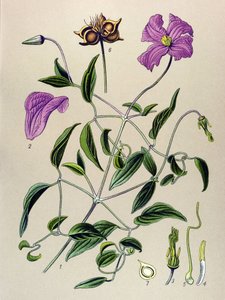 Quadro botânico. Planta venenosa (tóxica): Clematite falsa ou falsa videira (Clematis viticella) de Unbekannter Künstler