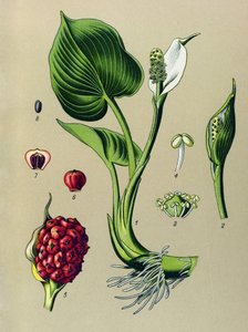 Quadro botânico. Planta venenosa (tóxica): Calla pantanosa (Calla palustris) de Unbekannter Künstler
