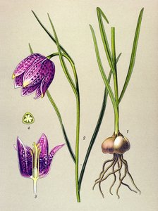Quadro botânico. Planta venenosa (tóxica): galinha-pintada ou "pintada" (Fritillaria meleagris) de Unbekannter Künstler