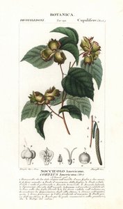 Quadro botânico: avelã e avelã - Avelã americana, Corylus americana, originária da América do Norte. Gravura em chapa de cobre colorida à mão, do "Dicionário de Ciências Naturais" de Jussieu, 1837. Gravado por Stanghi, desenhado por Pierre Jean-Francois T de Unbekannter Künstler