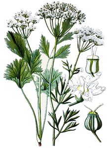 Quadro botânico, planta medicinal: anis, cromolitografia por volta de 1870. de Unbekannter Künstler