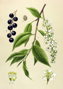 Tábua botânica, planta: Cerejeira (Prunus padus) de Unbekannter Künstler