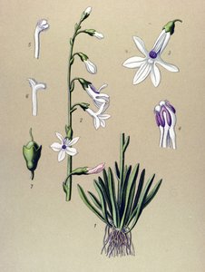 Tábua botânica, planta: Lobelia (Lobelia dortmanna) de Unbekannter Künstler