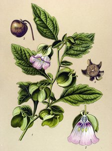 Tábua botânica, planta: Pêra Perou ou maçã Perou (Nicandra physaloides) de Unbekannter Künstler