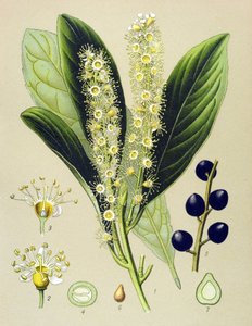 Quadro botânico, planta: cerejeira (Prunus Laurocerasus) de Unbekannter Künstler