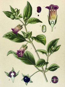 Tábua botânica, planta de La belladonna (Atropa belladonna)