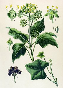 Planta botânica, venenosa e medicinal: hera trepadora ou hera comum (Hedera helix) de Unbekannter Künstler