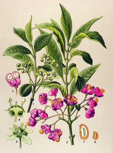 Tábua botânica, planta venenosa: Carvão vegetal europeu (Euonymus europaeus) de Unbekannter Künstler