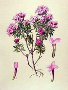 Tábua botânica, planta venenosa: camelee ou camelee dos Alpes (Daphne Cneorum) de Unbekannter Künstler
