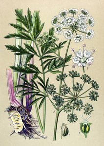 Planta botânica, venenosa (tóxica) e medicinal: Cicuta virosa (Cicuta virosa). de Unbekannter Künstler
