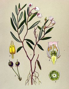 Tábua botânica, planta venenosa (tóxica): Andrómeda tem folhas de polium (Andrómeda polifolia) de Unbekannter Künstler