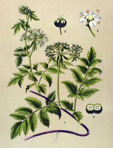 Tábua botânica, planta venenosa (tóxica): Bérle (Berula angustifolia) de Unbekannter Künstler