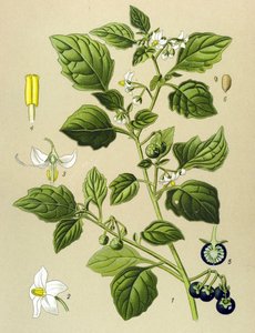 Tábua botânica, planta venenosa (tóxica): Sombra preta (Solanum nigrum) de Unbekannter Künstler