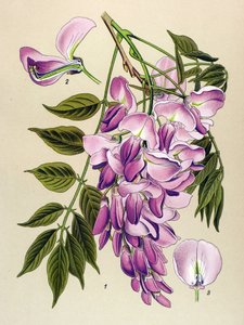 Tábua botânica, planta venenosa (tóxica): Glicina chinesa (Wistaria chinensis) de Unbekannter Künstler