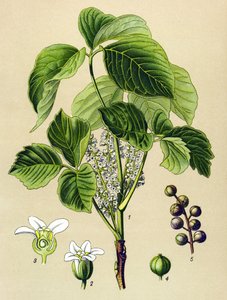 Tábua botânica, planta venenosa (tóxica): sumagre trepante (Rhus toxicodendron) de Unbekannter Künstler