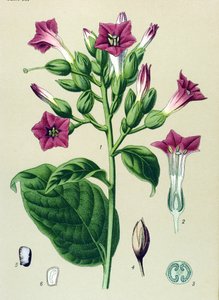 Tábua botânica, planta venenosa (tóxica): tabaco ornamental (Nicotiana tabacum) de Unbekannter Künstler