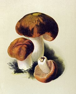 Placa botânica com fungos tóxicos (venenosos): Russula foetens (Russula foetens) de Unbekannter Künstler