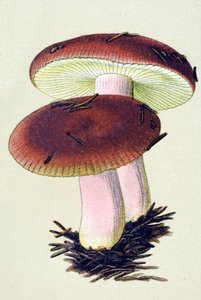 Placa botânica com fungos tóxicos (venenosos): A rúcula emética (Russula emetica) de Unbekannter Künstler