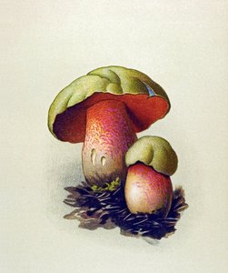 Placa botânica com fungos tóxicos (venenosos): Tábua de lobo (Boletus lupinus) de Unbekannter Künstler
