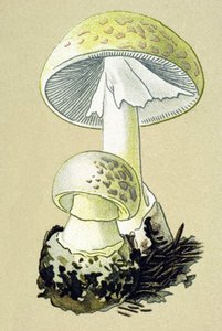 Tábua botânica com fungo tóxico (venoso): amanita falóide (Amanita phalloides) de Unbekannter Künstler