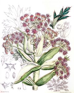 Ilustração botânica/Aciphylla latifolia/Anisotome latifolia/Broad Aciphyll de Unbekannt