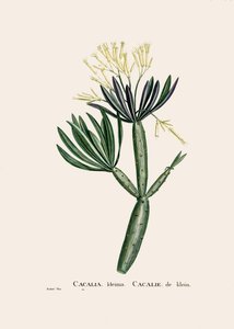 Ilustração botânica/Redoubt/Senecio kleinia/Senecon de William M. Timlin