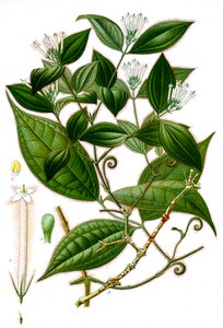 Ilustração botânica/Strychnos toxifera/Curare de Unbekannt