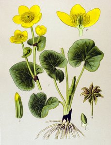Tábua botânica. Planta venenosa (tóxica): população de pântanos (Caltha palustris) de Unbekannter Künstler
