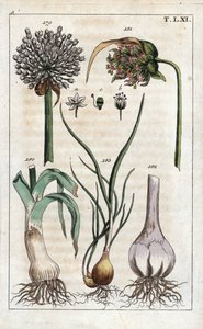 Botânica: alho-porro, alho, echalote - alho-porro, Allium pollum 179, flor de alho, Allium sativum 181, bolbo de alho 182, e chalota, Allium cepa var. aggregatum, ascalonicum de Unbekannter Künstler