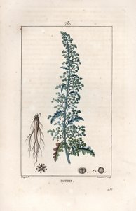 Botris (Chenopodium botrys) - Gravura de Lambert fils, a partir de um desenho de Pierre Jean François Turpin (1775-1840), de La flore medicale, de Chaumeton, Poiret et Chamberet, Paris 1830 - Dysphania botrys - Gravura de Lambert Ju de Unbekannter Künstler