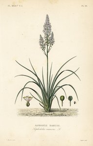 Asphodel ramificado, Asphodelus ramosus, Asphodele rameuse de Unbekannt