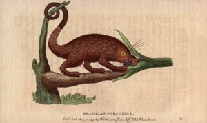 Porco épico bresiliano (Coendou prehensilis), porco épico americano semi-arbóreo das variedades tropicais, cuja cauda preênsil lhe permite trepar às árvores. Desenho de Thomas Pennant (1726-1798). Litografia em The Naturalist Pocket Magazine ou Cabinet com de Unbekannter Künstler