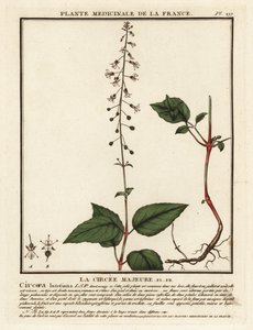 Feiticeiro de folhas largas, Circaea lutetiana. de Unbekannter Künstler