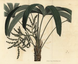 Broadleaf lady palm, Rhapis excelsa (Ratã anã anã terrestre macho, Rhapis flabelliformis mas de Unbekannt