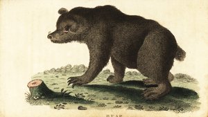 Urso castanho, Ursus arctos.,1800 (gravura) de Unbekannter Künstler