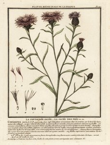 Knapweed castanha, Centaurea jacea. de Unbekannter Künstler